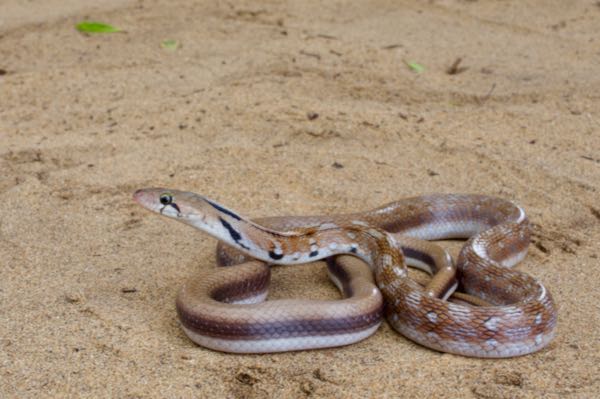 Trinket Snake (Coelognathus helena)