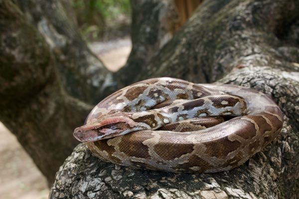 Indian Rock Python (Python molurus)