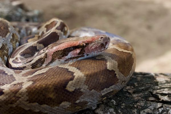 Indian Rock Python (Python molurus)