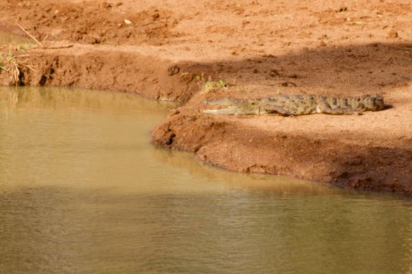 Mugger Crocodile (Crocodylus palustris)