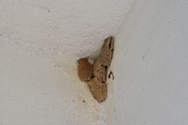 Chunam Treefrog (Polypedates maculatus)