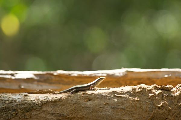 Sri Lankan Bronze Skink (Eutropis madaraszi)