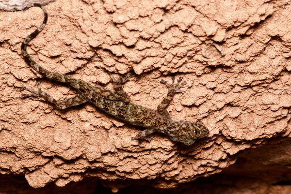 Sri Lankan Golden Gecko (Calodactylodes illingworthorum)