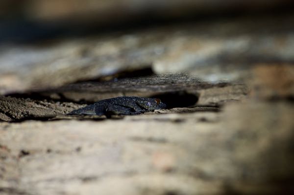 Spotted Giant Gecko (Hemidactylus hunae)