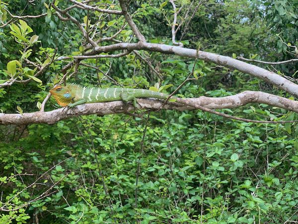 Common Green Forest Lizard (Calotes calotes)