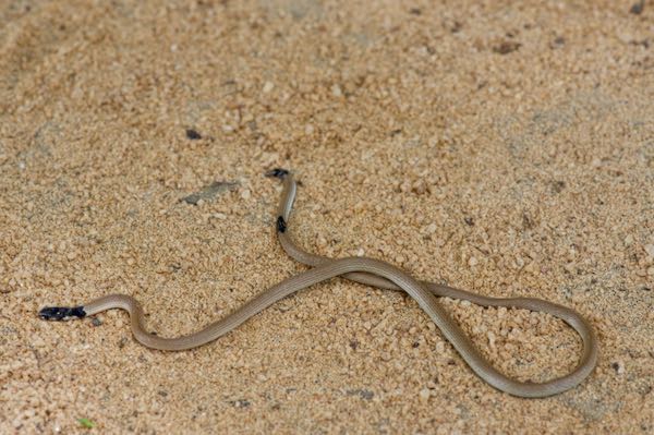 Sri Lanka Coral Snake (Calliophis melanurus sinhaleyus)