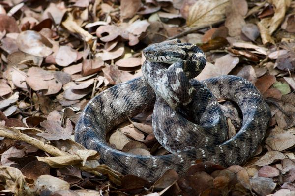 Forsten’s Cat Snake (Boiga forsteni)