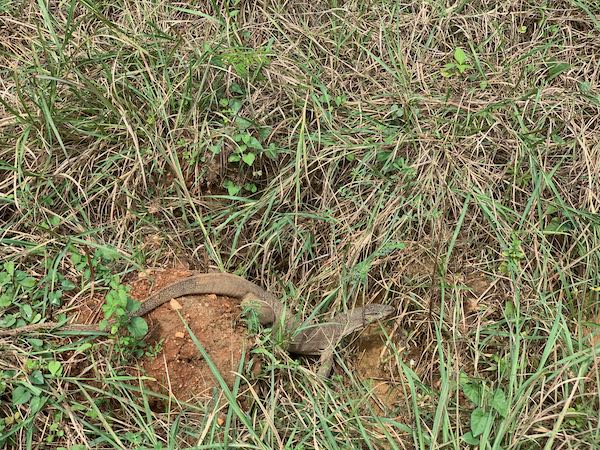 Bengal Monitor (Varanus bengalensis)