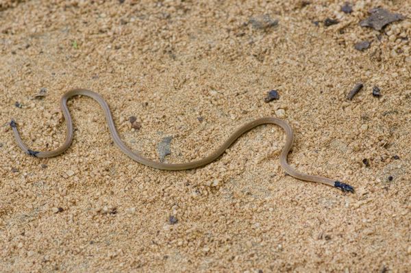 Sri Lanka Coral Snake (Calliophis melanurus sinhaleyus)