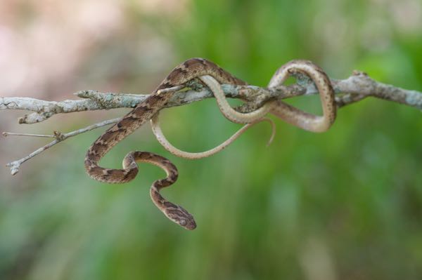 Gamma Cat Snake (Boiga trigonota trigonata)