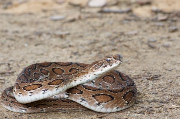 Russell’s Viper (Daboia russelii)