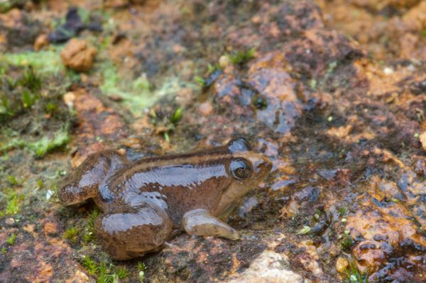 Corrugated Water Frog (Lankanectes corrugatus)