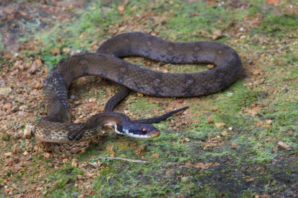 Sri Lankan Keelback (Rhabdophis ceylonensis)