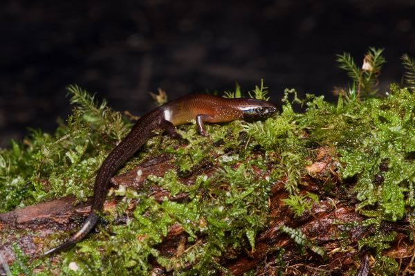 Gans’s Tree Skink (Lankascincus gansi)