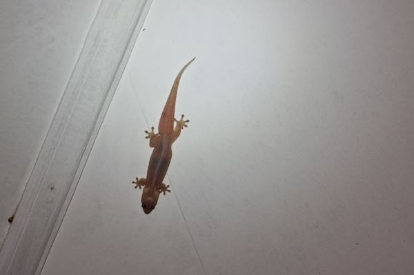 Common Four-clawed Gecko (Gehyra mutilata)