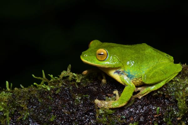 Golden-eyed Shrub Frog (Pseudophilautus ocularis)