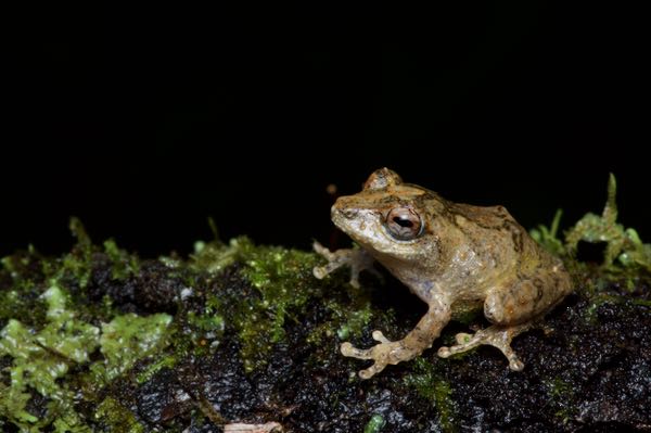 Elegant Shrub Frog (Pseudophilautus decoris)