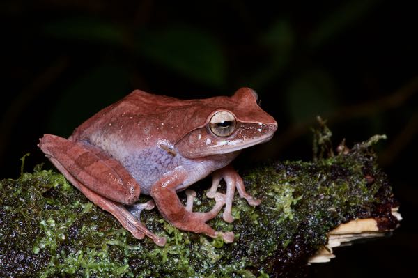 Reticulated Shrub Frog (Pseudophilautus reticulatus)