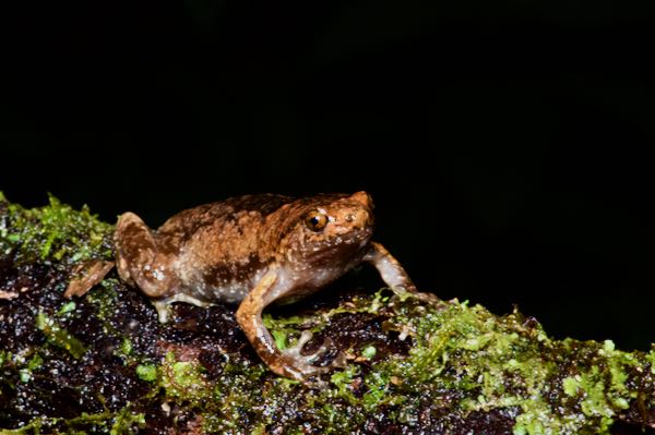 undescribed species (Uperodon cf. obscurus)