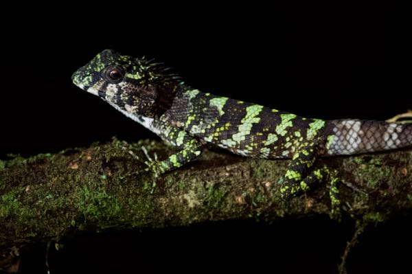 Morningside Lizard (Calotes desilvai)