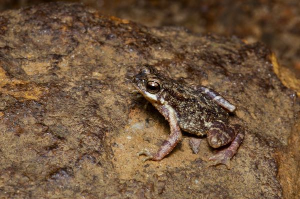 Kelaart’s Dwarf Toad (Adenomus kelaartii)