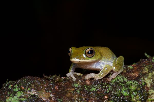 Golden-eyed Shrub Frog (Pseudophilautus ocularis)