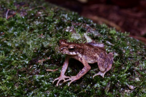 Kelaart’s Dwarf Toad (Adenomus kelaartii)