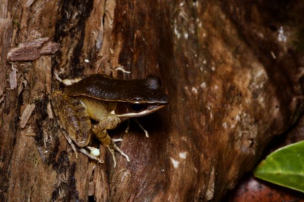 Günther’s Golden-backed Frog (Indosylvirana temporalis)