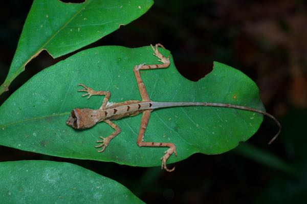 Sri Lankan Kangaroo Lizard (Otocryptis wiegmanni)