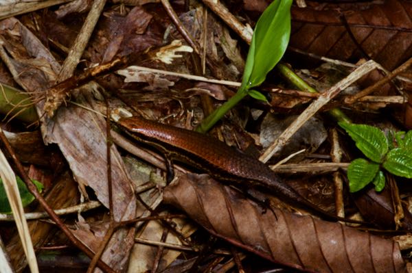 Greer’s Mabuya (Eutropis greeri)