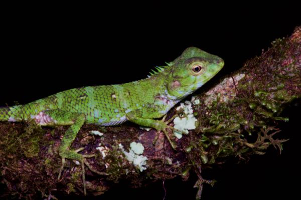 Morningside Lizard (Calotes desilvai)