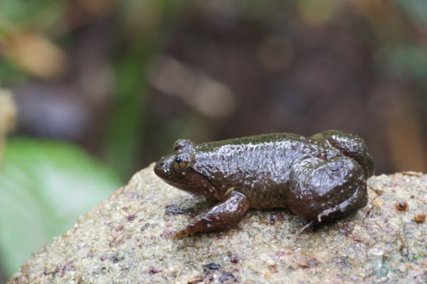 Corrugated Water Frog (Lankanectes corrugatus)