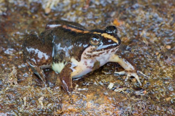 Corrugated Water Frog (Lankanectes corrugatus)