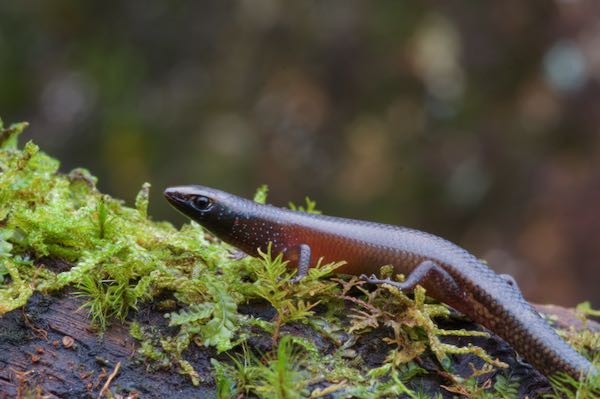 Gans’s Tree Skink (Lankascincus gansi)