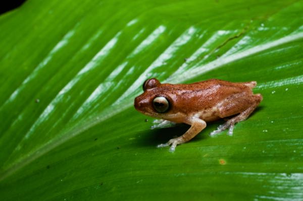 Golden Shrub Frog (Pseudophilautus auratus)