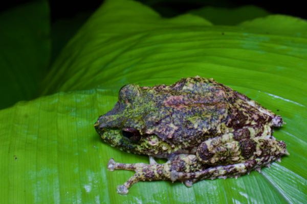 Hollow-snouted Shrub Frog (Pseudophilautus cavirostris)