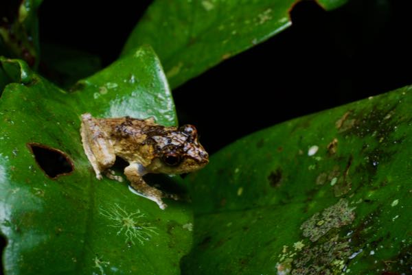 Elegant Shrub Frog (Pseudophilautus decoris)