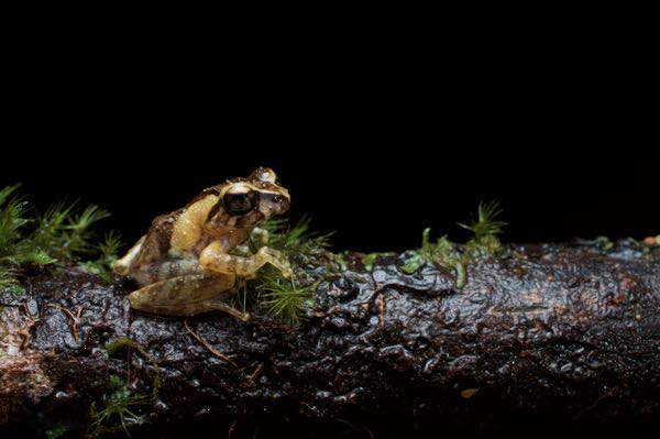 Sri Lanka Short-horned Shrub Frog (Pseudophilautus singu)