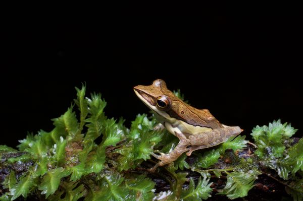 Morningside Treefrog (Taruga fastigo)