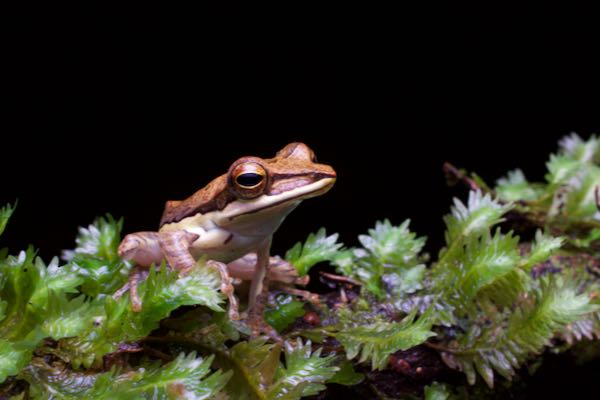 Morningside Treefrog (Taruga fastigo)