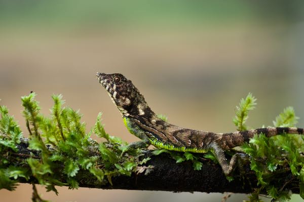 Erdelen’s Horned Lizard (Ceratophora erdeleni)