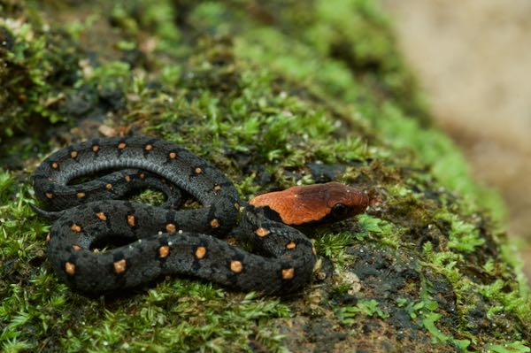 Sri Lankan Keelback (Rhabdophis ceylonensis)