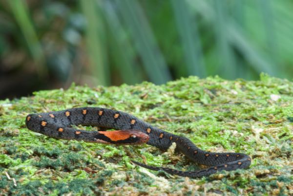 Sri Lankan Keelback (Rhabdophis ceylonensis)