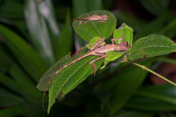 Sri Lankan Kangaroo Lizard (Otocryptis wiegmanni)