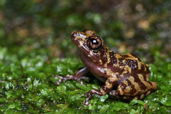 Grubby Shrub Frog (Pseudophilautus sordidus)