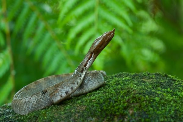 Lowland Hump-nosed Viper (Hypnale zara)