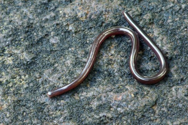 Brahminy Blindsnake (Indotyphlops braminus)