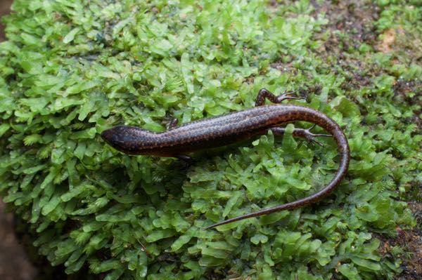 Catenated Lanka Skink (Lankascincus dorsicatenatus)