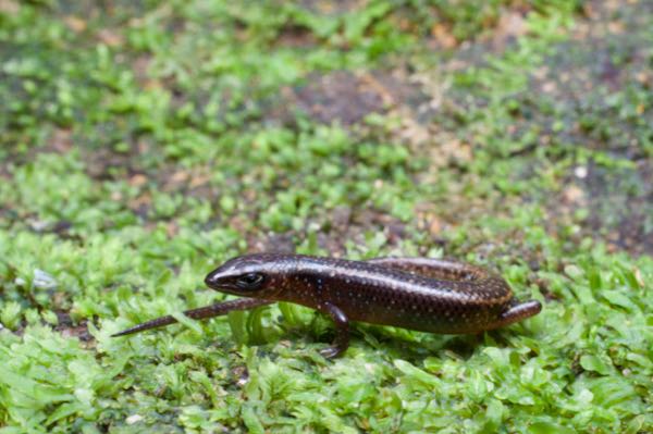 Catenated Lanka Skink (Lankascincus dorsicatenatus)