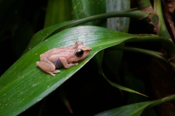 Orange-canthal Shrub Frog (Pseudophilautus stictomerus)